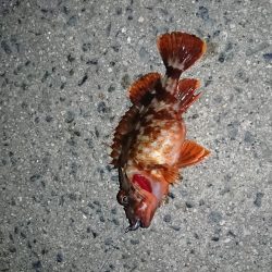 2019年初釣り ヤリイカ編