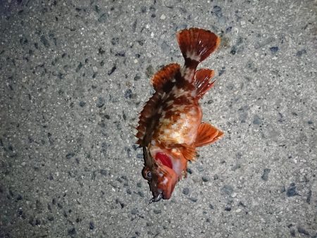 2019年初釣り ヤリイカ編