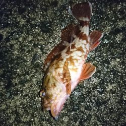 ヤリイカ狙い！