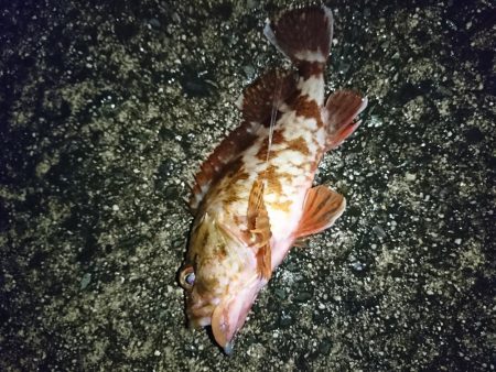 ヤリイカ狙い！