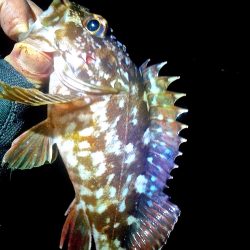 メバル 初めてのウキ釣り