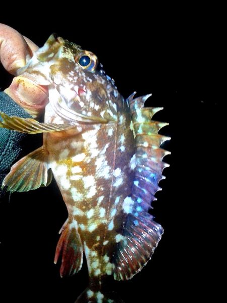 メバル 初めてのウキ釣り