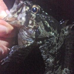 2019年初釣り初投稿