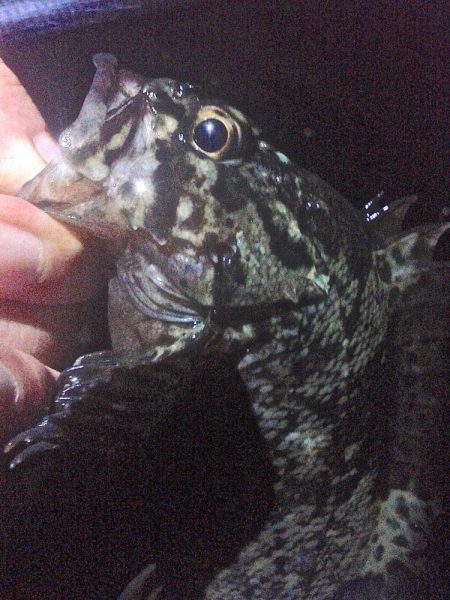 2019年初釣り初投稿