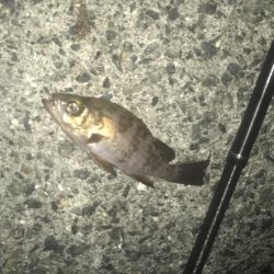 メバル・ガシラ