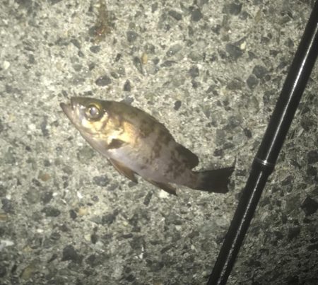 メバル・ガシラ