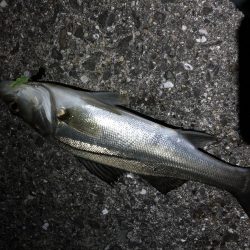 メバルの楽園発見