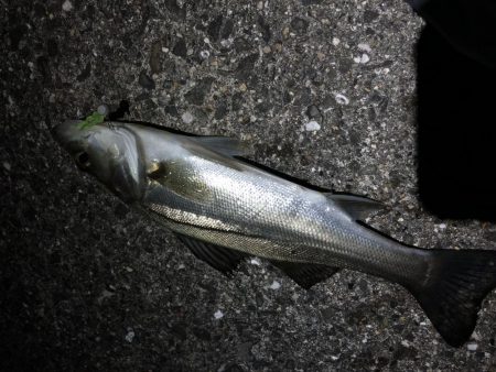 メバルの楽園発見