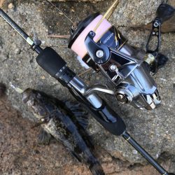 風裏にてタケノコ