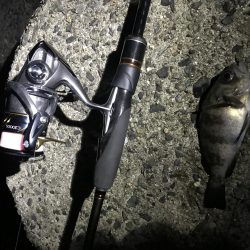 まったりメバル