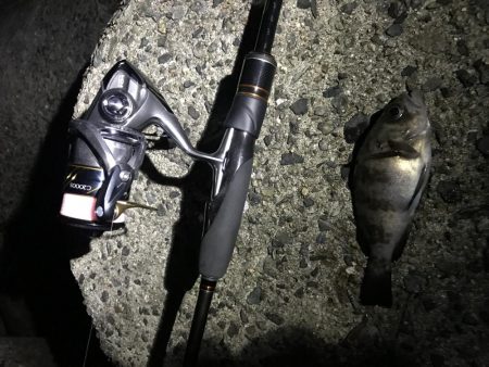 まったりメバル