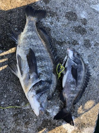 初クロダイゲーム