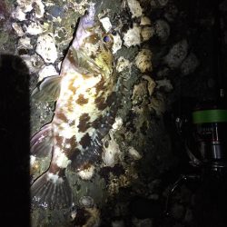 寝坊からのメバリング