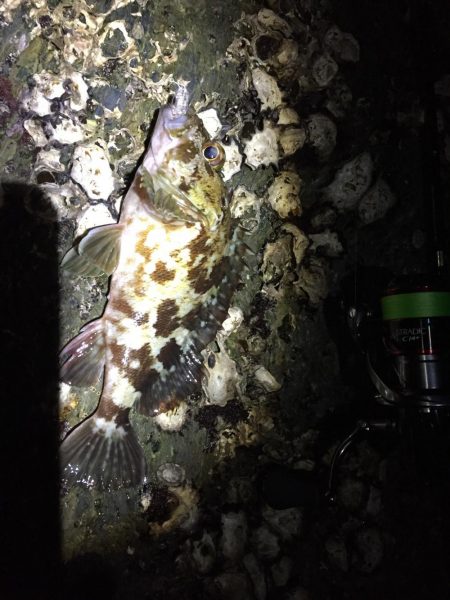 寝坊からのメバリング