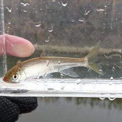 赤根川・オイカワ釣り