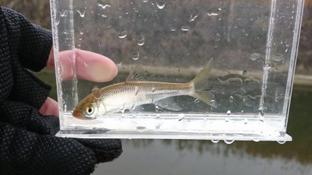 赤根川・オイカワ釣り