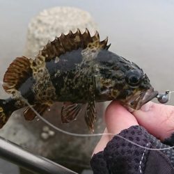 江井ヶ島海岸・穴釣り
