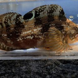 谷八木海岸・根魚