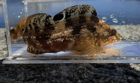 谷八木海岸・根魚