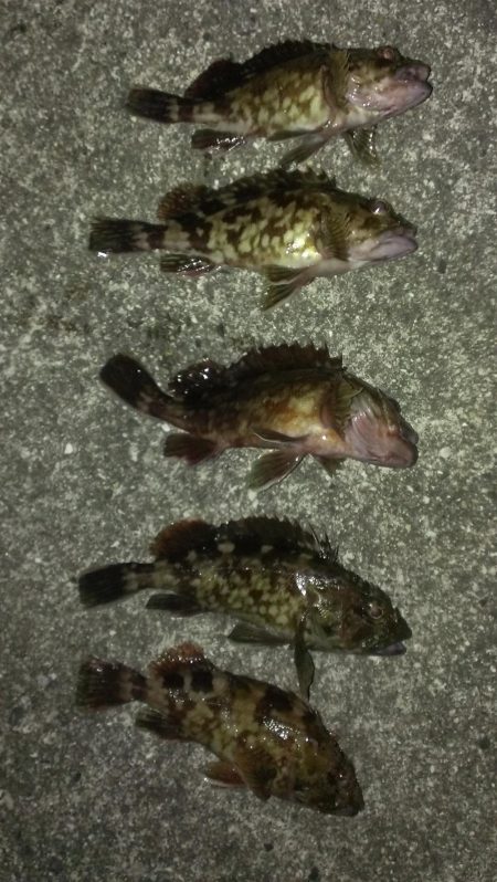 初釣りもガシラ