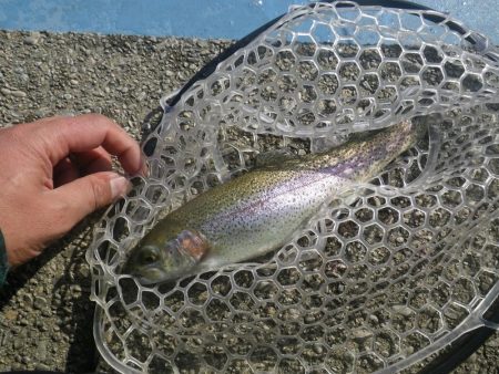 プール　さいたま水上公園