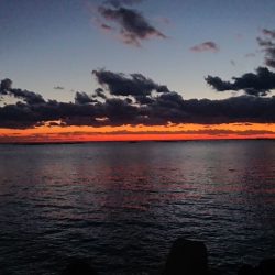 回遊に出会えた