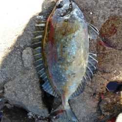 グレ釣れてます・・・