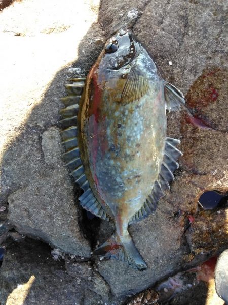 グレ釣れてます・・・