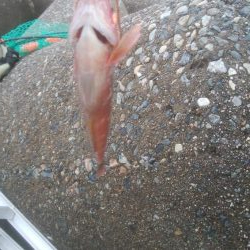 カレイ狙いでしたが、釣れませんでした。