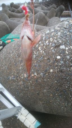 カレイ狙いでしたが、釣れませんでした。
