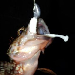 メバル苦戦ガシラ絶好調