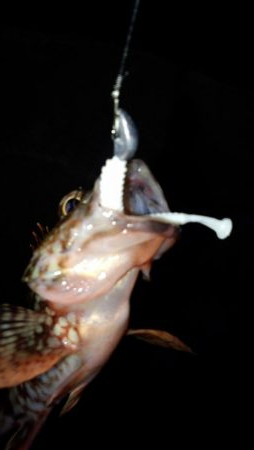 メバル苦戦ガシラ絶好調