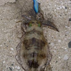 仕事終わりエギング→清掃ボランティア