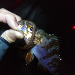 冬になってきました…