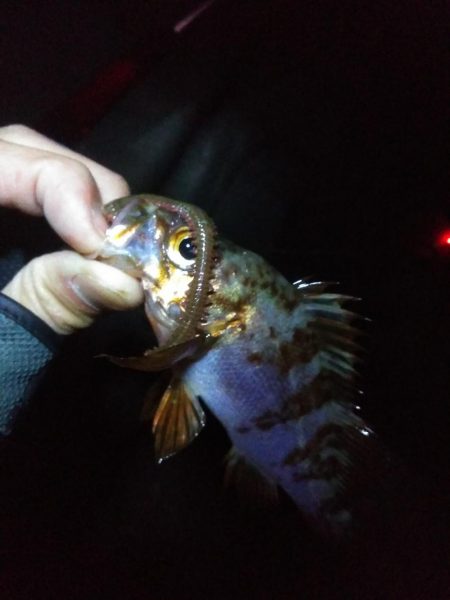 冬になってきました…