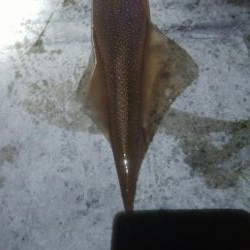 ヤリイカ 胴長32センチ!!