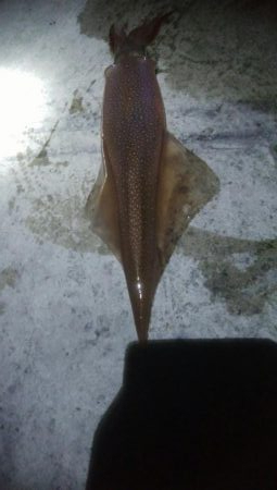 ヤリイカ 胴長32センチ!!