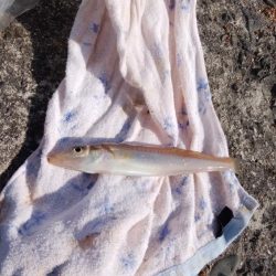 播磨新島でキス釣り