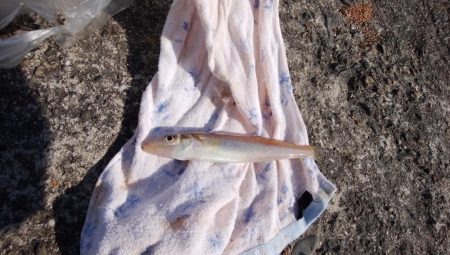 播磨新島でキス釣り