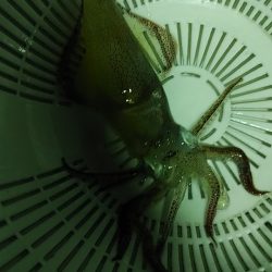 まだ釣れますね