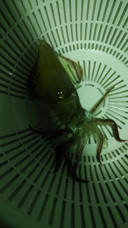 まだ釣れますね