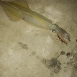 ヤリイカ胴長36センチ！！