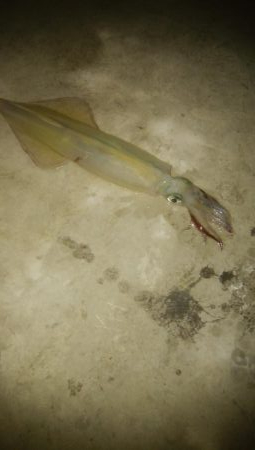 ヤリイカ胴長36センチ！！