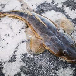 夕マズメ　三種混合