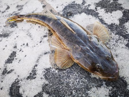 夕マズメ　三種混合