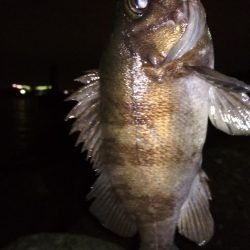 メバル☆MEBARU☆メバル