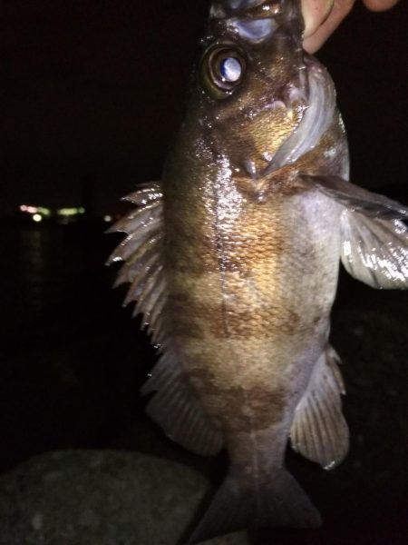 メバル☆MEBARU☆メバル