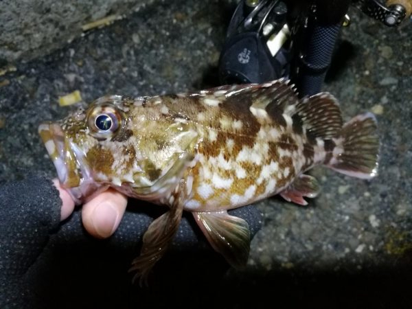 南港カモメ大橋ヘチ釣行 （年明け初キビレチ…
