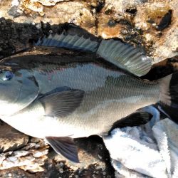 グレ・石鯛・チヌ祭り始まる・・