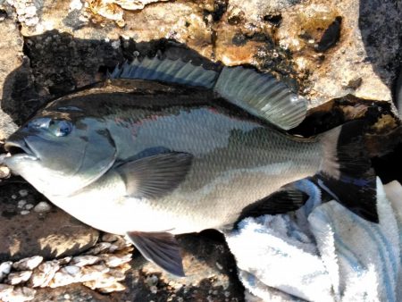 グレ・石鯛・チヌ祭り始まる・・